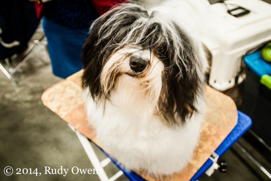 Dog Show Photo