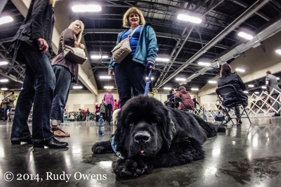 Dog Show Photograph