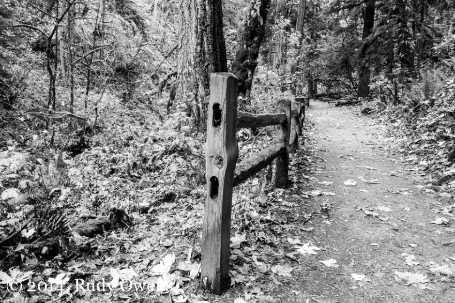 Photograph of MacLeay Trail