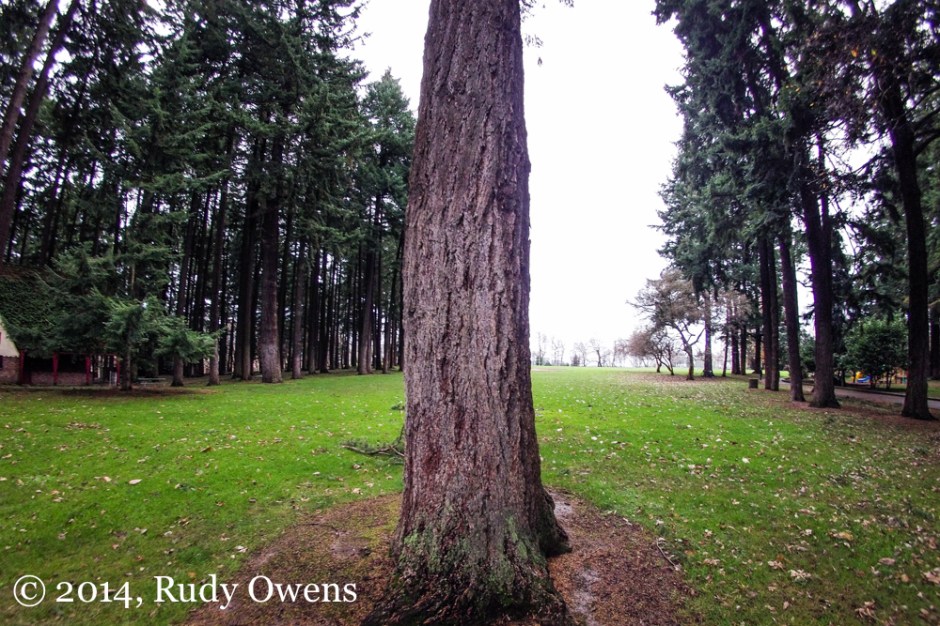 Sellwood Park Photograph