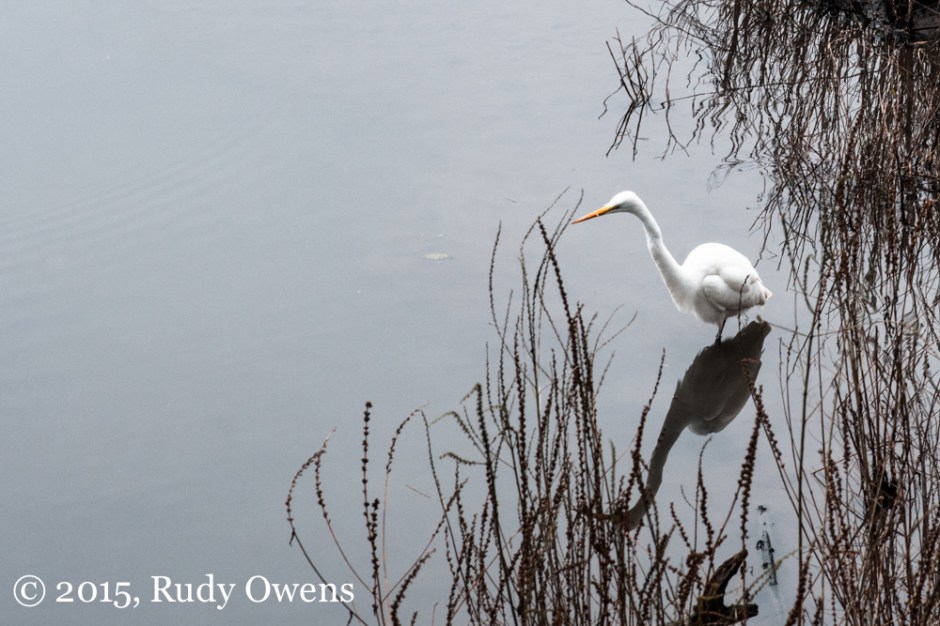 Great Egret Photograph