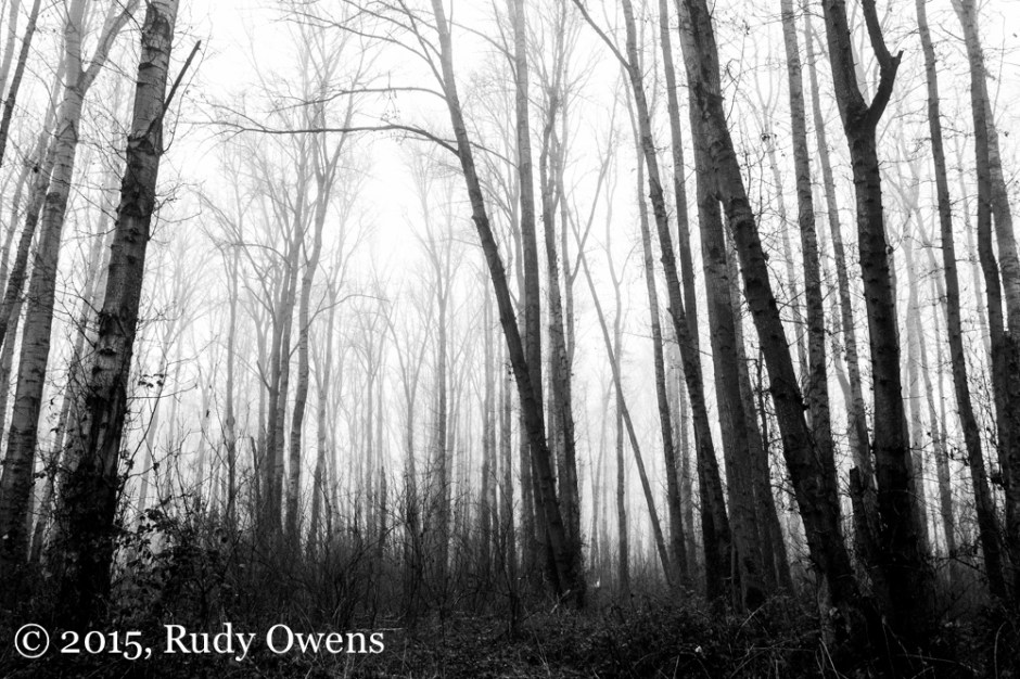 Mist and Trees Photo