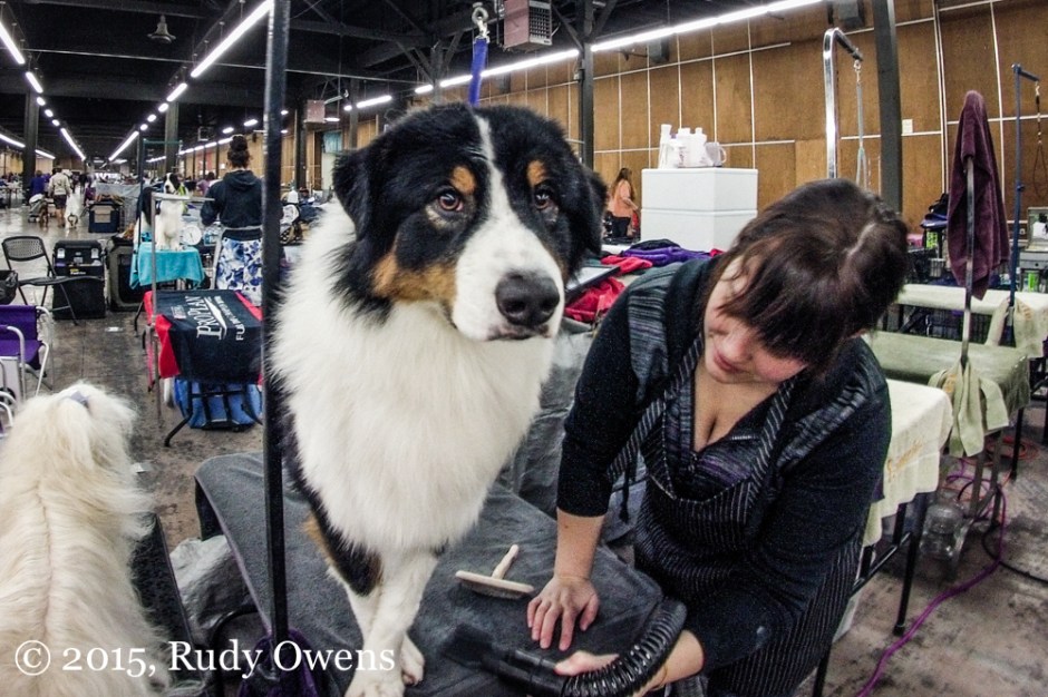 Australian Shepherd photograph