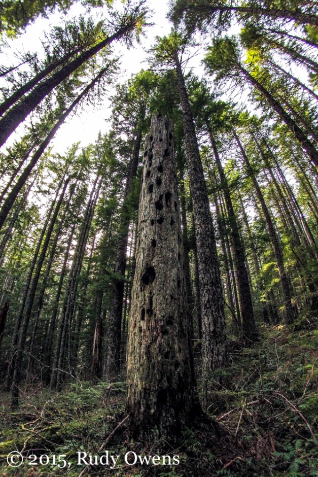 Woodpecker Holes Photo