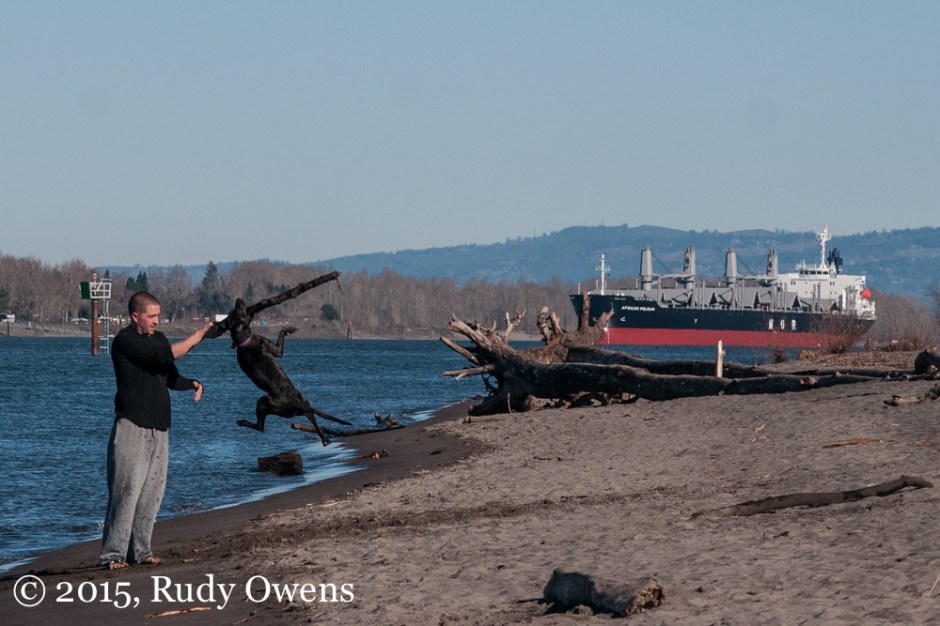 Dog Jumping For Stick Photo