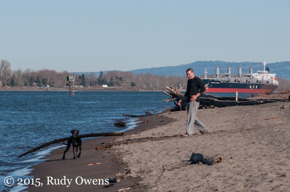Dog Fetching Big Stick Photo
