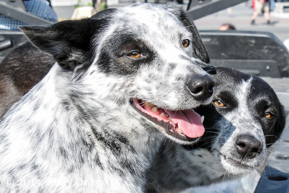 Mix breed collie healer photo