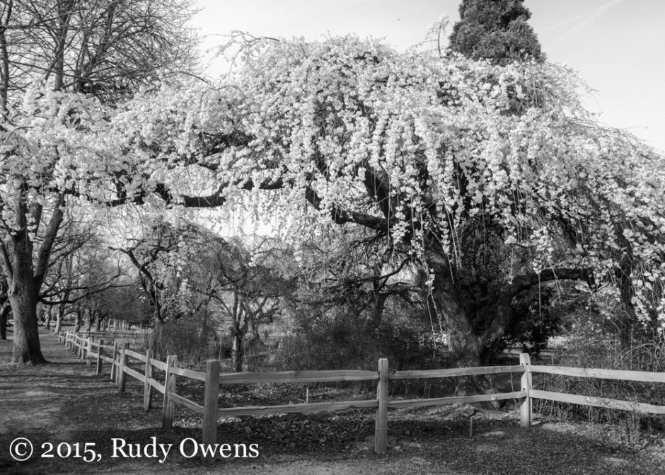 Westmoreland Park Photo