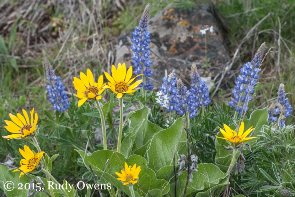 Balsamroot and Lupine