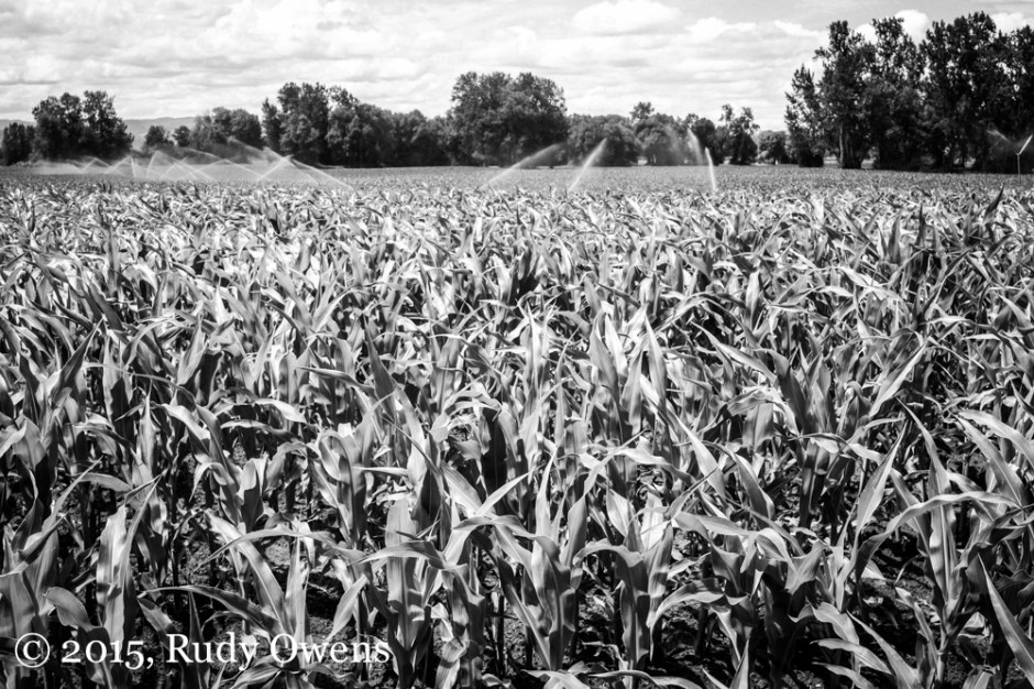 Oregon Corn Photo