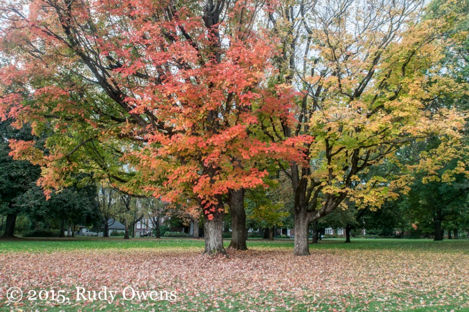 Maple Glow, Portland, Oregon