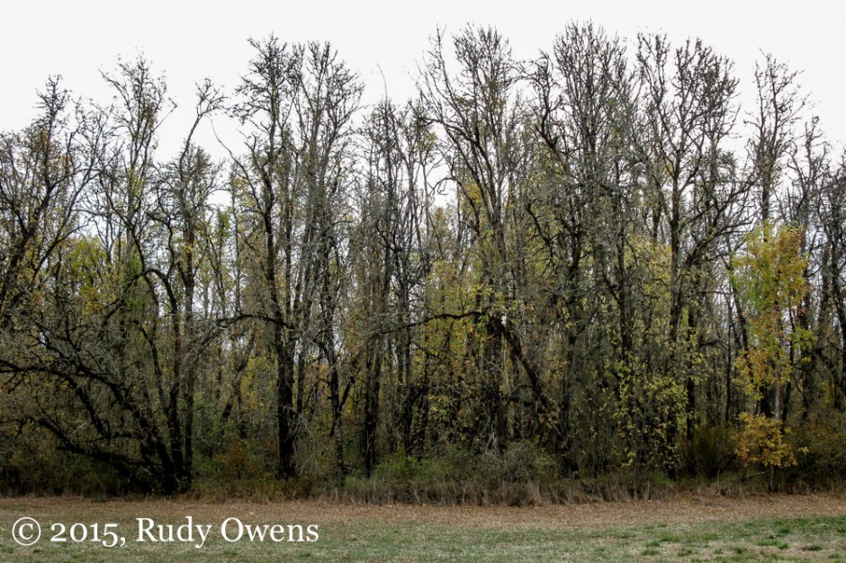 Scene from Lorane Highway, Lane County, Oregon