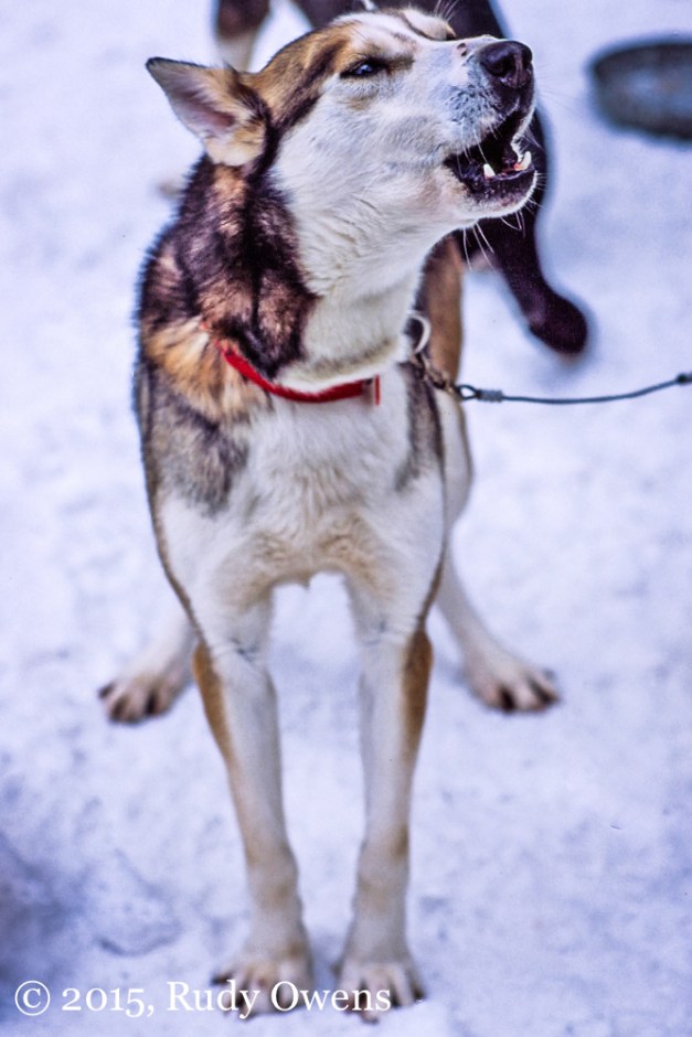 Alaska sled dog