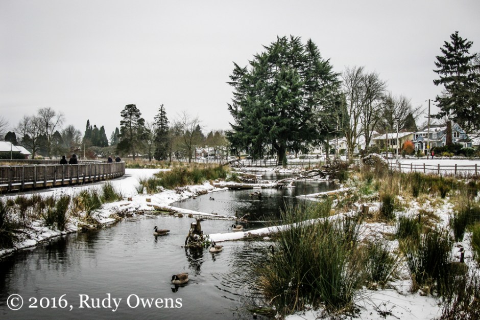 Geese Gather in Snow Storm, Westmoreland Park Photo