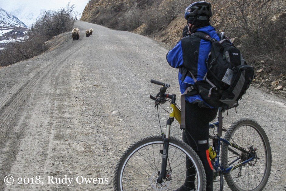 Denali Bears and Mt Biker May 2010