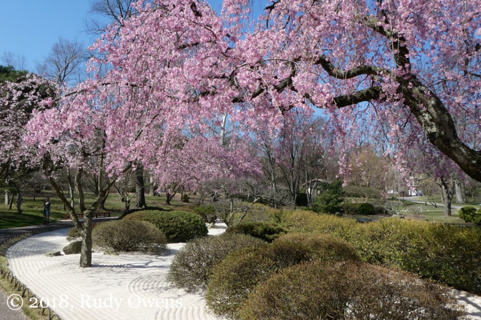 Cherry Tree Blossoms