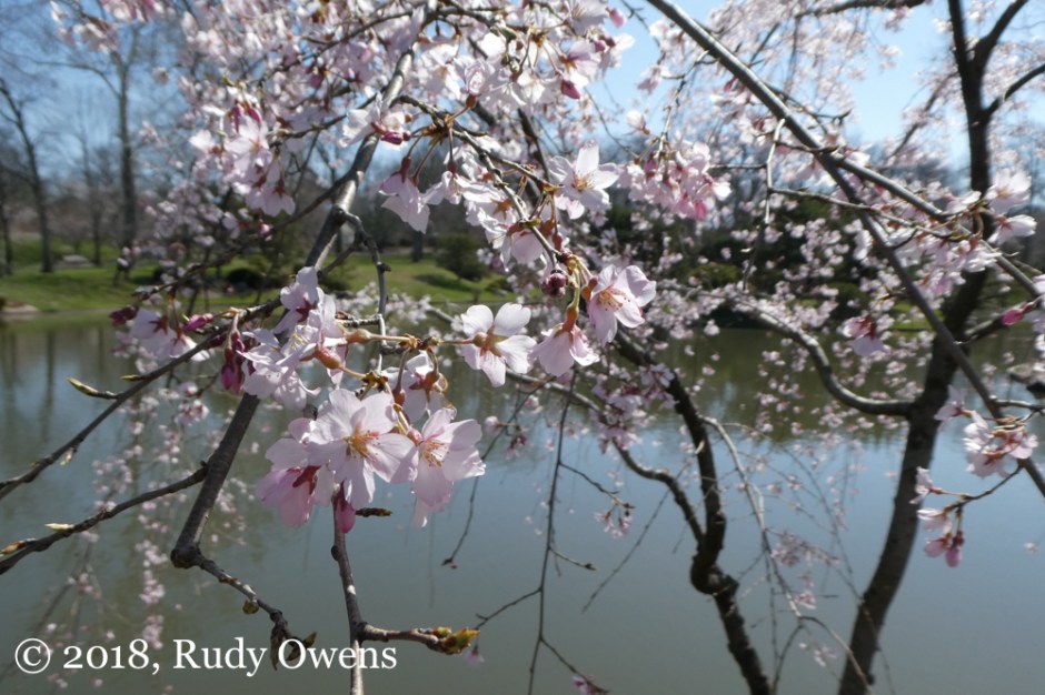 Cherry Tree Blossoms