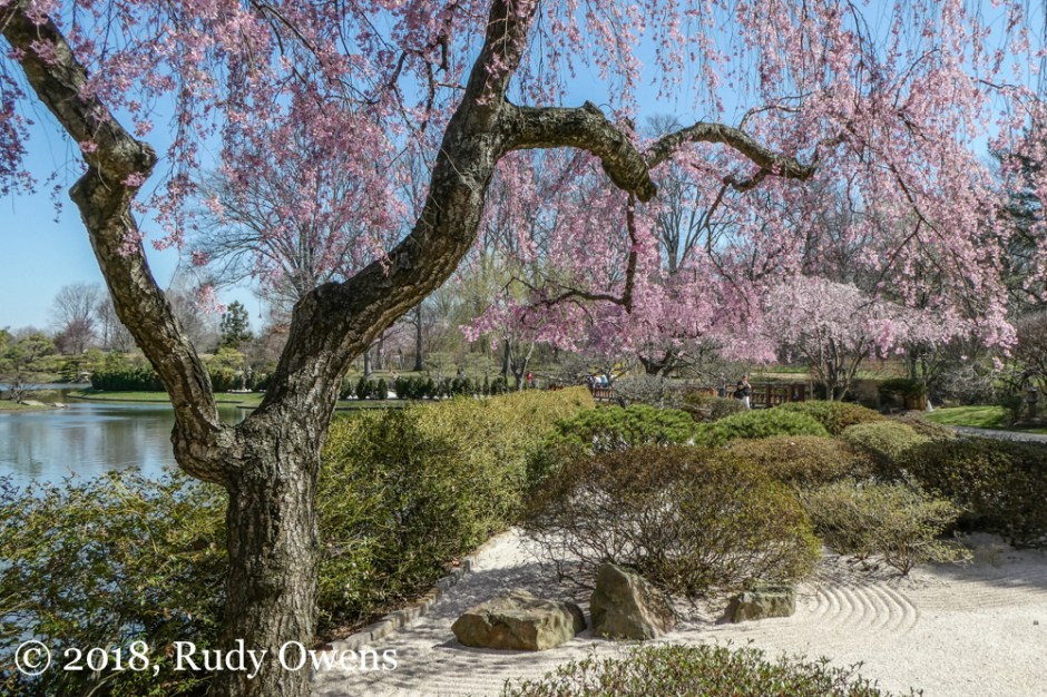 Cherry Tree Blossoms